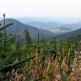 0509W 11 Kahler Asten